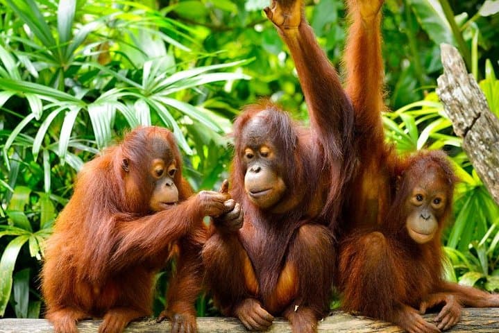 Orang Utan Island Day Tour: Bukit Merah Orangutan Sanctuary from Kuala Lumpur