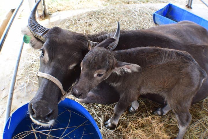 Kuang Si Waterfalls and Lao Buffalo Dairy Day Trip from Luang Prabang photo 3