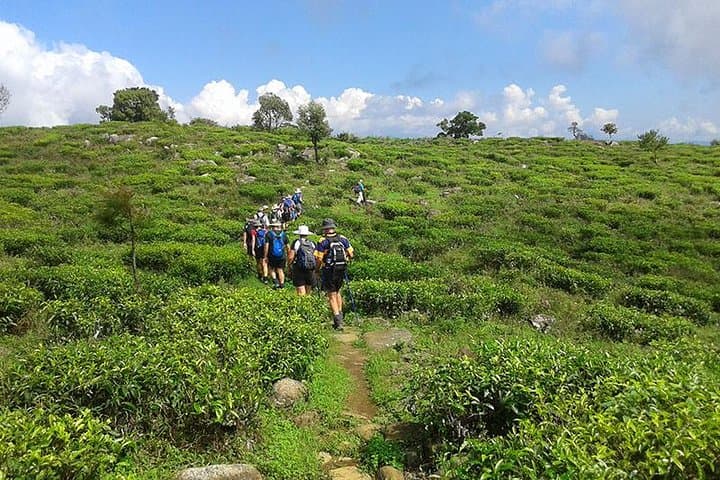 Lipton's Seat & Dambatenna Tea Factory: Haputale Plantation Walk and Panoramic View photo 6