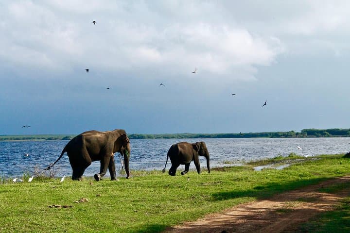 Amazing Sri Lanka: 24-Day Private Tour of Hill Country, Safaris & Southern Coast