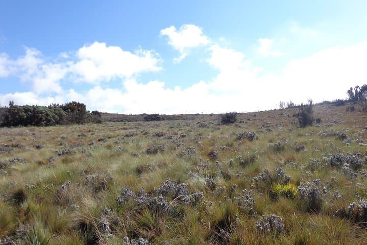 Kilimanjaro Shira Plateau Day Hike: Explore Ancient Lava, Giant Heath, and Distant Glaciers photo 3