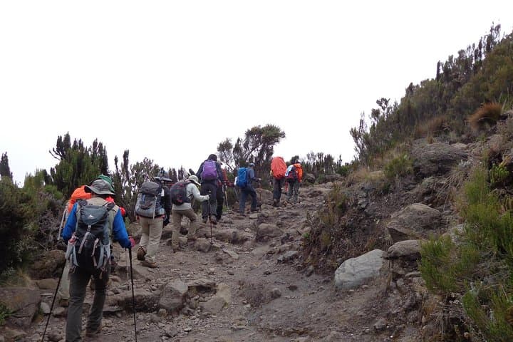 Kilimanjaro Shira Plateau Day Hike: Explore Ancient Lava, Giant Heath, and Distant Glaciers photo 4