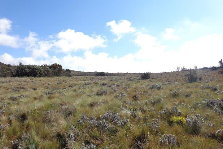 Kilimanjaro Shira Plateau Day Hike: Explore Ancient Lava, Giant Heath, and Distant Glaciers photo 5