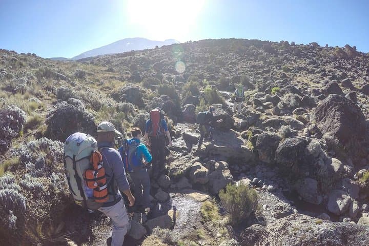 Kilimanjaro Shira Plateau Day Hike: Explore Ancient Lava, Giant Heath, and Distant Glaciers photo 6