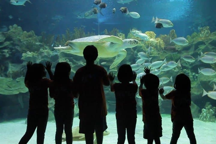 Under the Glass: Exploring Aquaria KLCC’s 90-Meter Underwater Tunnel photo 5