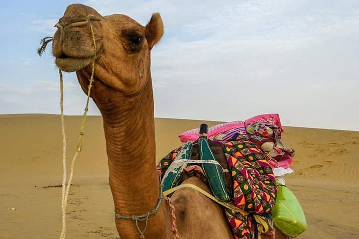 Overnight Camel Safari in the Thar Desert: Jaisalmer Dune Camp Experience photo 3