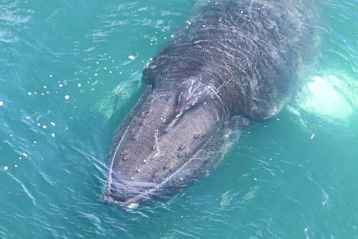 3-Hour Whale Watching in Akureyri — Eyjafjörður Fjord Wildlife Cruise photo 6