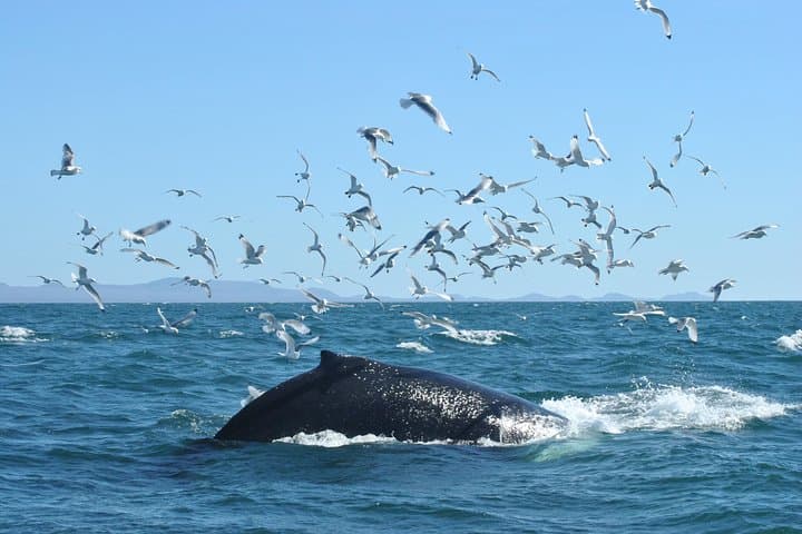 3-Hour Whale Watching in Akureyri — Eyjafjörður Fjord Wildlife Cruise photo 5