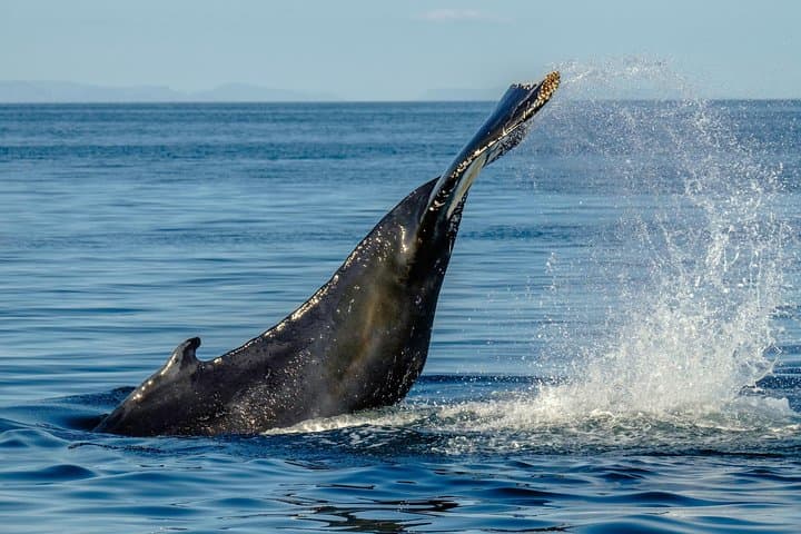 3-Hour Whale Watching in Akureyri — Eyjafjörður Fjord Wildlife Cruise photo 3