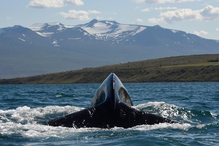 3-Hour Whale Watching in Akureyri — Eyjafjörður Fjord Wildlife Cruise photo 4