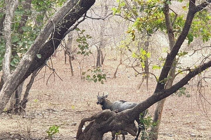 Ranthambore Tiger Safari from Jaipur: 4-Hour Jeep & Canter Wildlife Experience photo 3