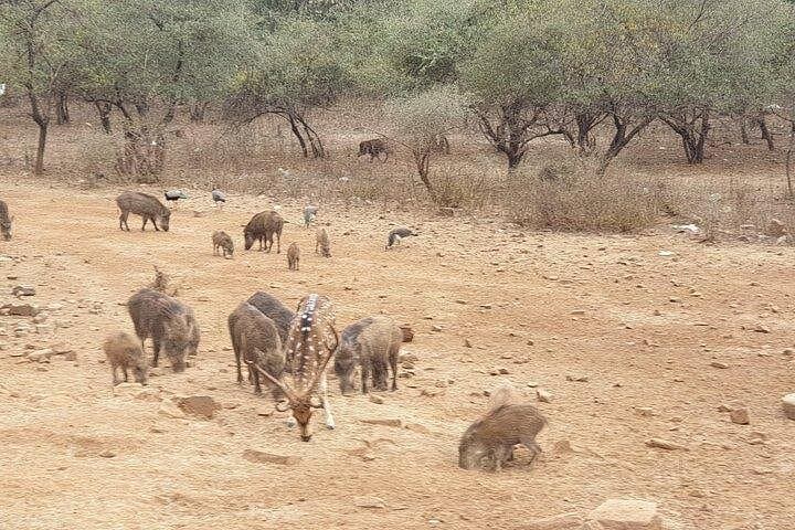 Ranthambore Tiger Safari from Jaipur: 4-Hour Jeep & Canter Wildlife Experience photo 2