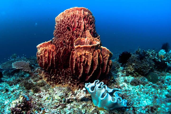 Boracay Scuba Intro: SSI Basic Diver Course for Beginners photo 4
