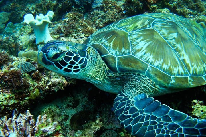 Boracay Scuba Intro: SSI Basic Diver Course for Beginners photo 5