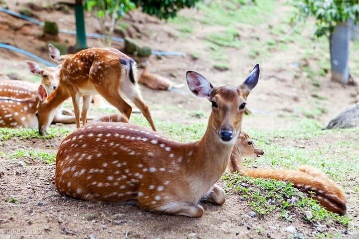 Paradise Park Samui: Mountain Gardens, Wildlife & Infinity Pool Day Trip photo 2