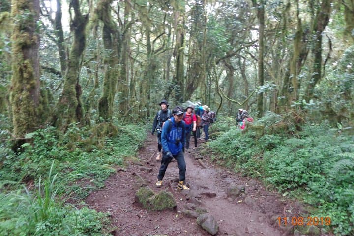 Kilimanjaro Day Hike: Sneak Peek of the Peak on the Marangu Route