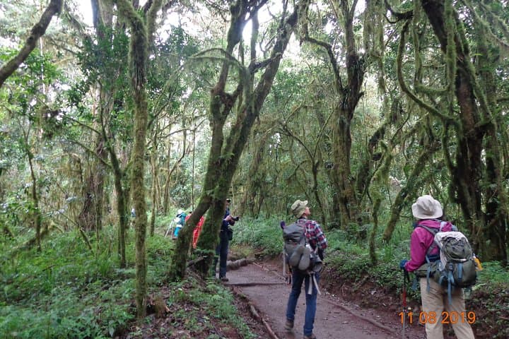 Kilimanjaro Day Hike: Sneak Peek of the Peak on the Marangu Route photo 2