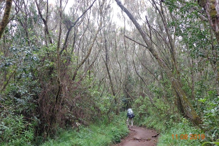 Kilimanjaro Day Hike: Sneak Peek of the Peak on the Marangu Route photo 3