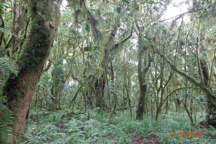 Kilimanjaro Day Hike: Sneak Peek of the Peak on the Marangu Route photo 4