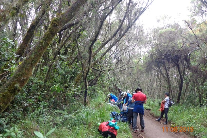 Kilimanjaro Day Hike: Sneak Peek of the Peak on the Marangu Route photo 5