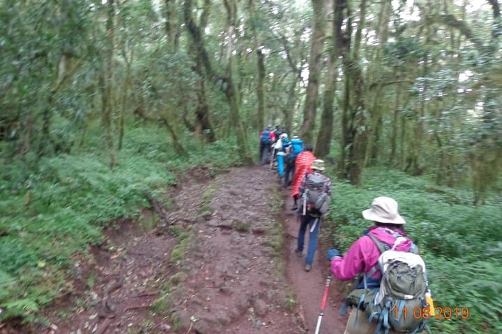 Kilimanjaro Day Hike: Sneak Peek of the Peak on the Marangu Route photo 6