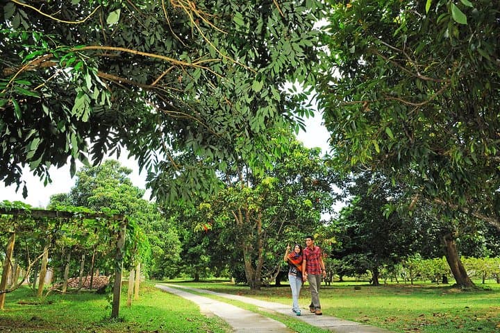 Penang Tropical Fruit Farm Tour: Fruit Tasting & Farm Experience in Teluk Bahang photo 3