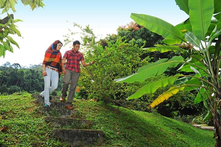 Penang Tropical Fruit Farm Tour: Fruit Tasting & Farm Experience in Teluk Bahang photo 4