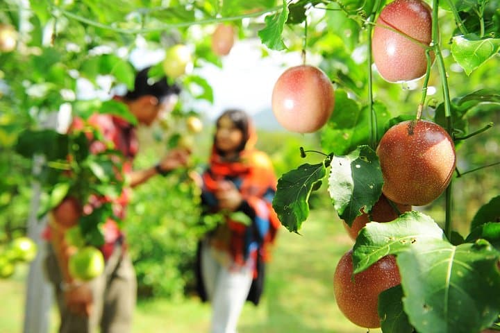 Penang Tropical Fruit Farm Tour: Fruit Tasting & Farm Experience in Teluk Bahang photo 6