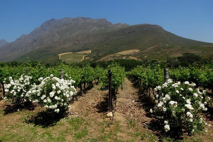 Stellenbosch Afternoon Wine and Chocolate Tour from Cape Town: Oaks, Cape Dutch Streets, and Pinotage photo 2