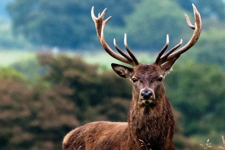 Connemara Wild Red Deer Safari: Early-Morning Deer Watching in Connemara National Park