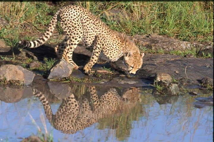 Inside Nairobi National Park: Wildlife Adventure Just Outside Kenya’s Capital photo 1