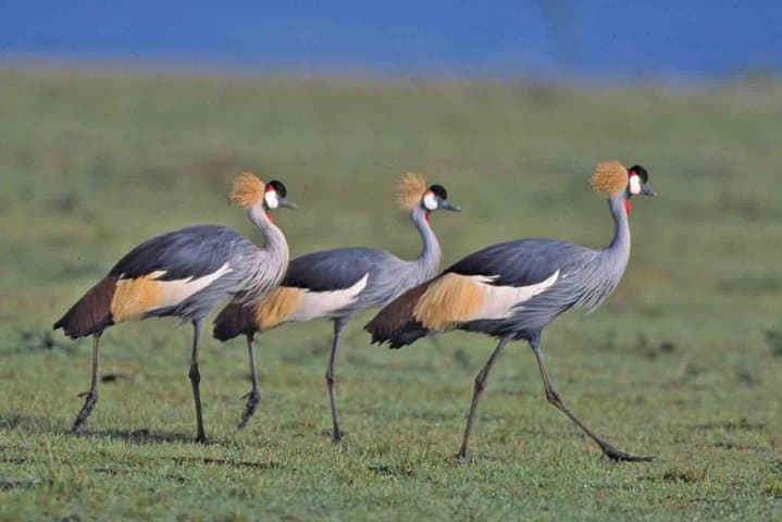 Inside Nairobi National Park: Wildlife Adventure Just Outside Kenya’s Capital photo 2