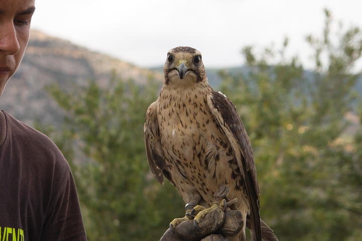 Civita & Pollino Raptors Day: Raganello Gorges, Devil's Bridge and Griffon Vantage photo 6