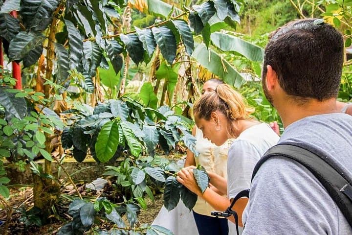 Minca Day Trip: Coffee Farm Visit & Waterfalls from Santa Marta photo 4