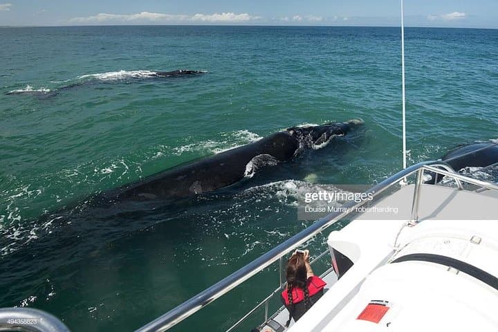 Cape Town 3-Day Adventure: Shark Cage Diving, Cape Peninsula & Winelands photo 3