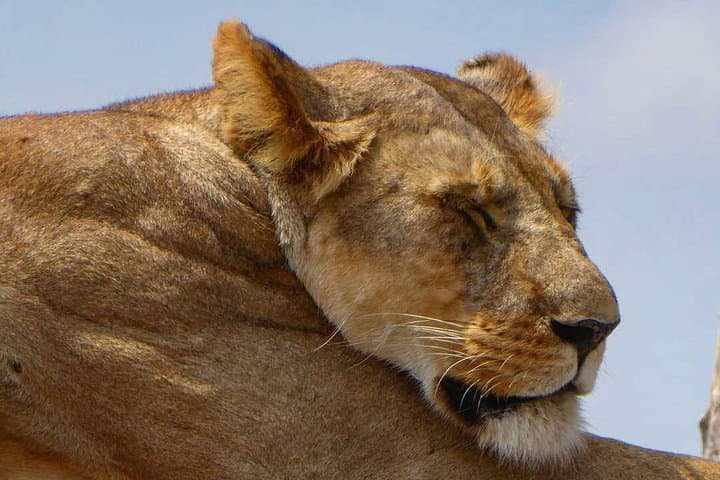 Day Trip in Arusha National Park: Safari, Lakes and Mount Meru Views