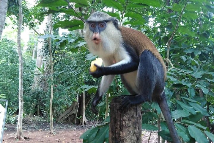 Volta Region Waterfalls & Monkey Sanctuary: 2-Day Hiking and Lakefront Overnight from Accra
