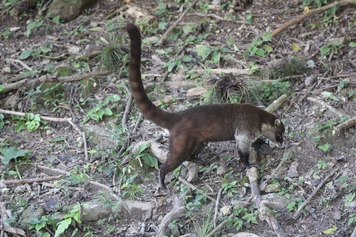 ATM Cave Day Tour from Flores — Explore Belize's Mayan Underworld photo 3