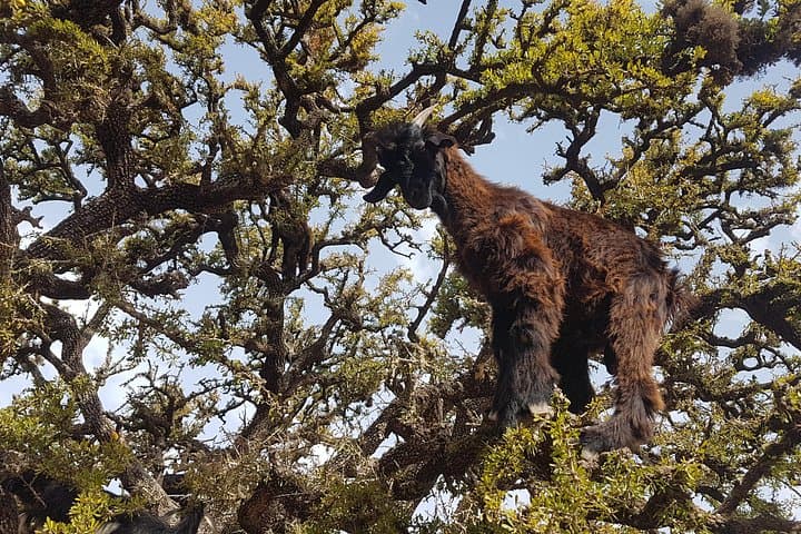 Essaouira to Marrakech: 2-Day Guided Coastal and City Tour from Agadir photo 3