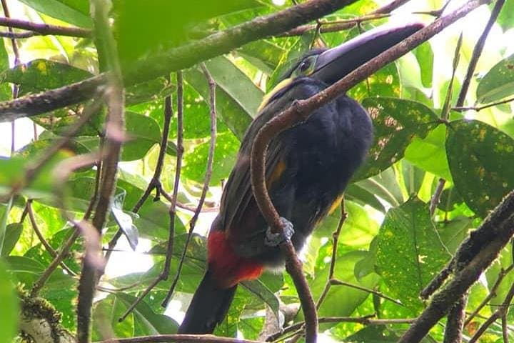 Rio Celeste Waterfall Day Hike — Tenorio Volcano National Park photo 3