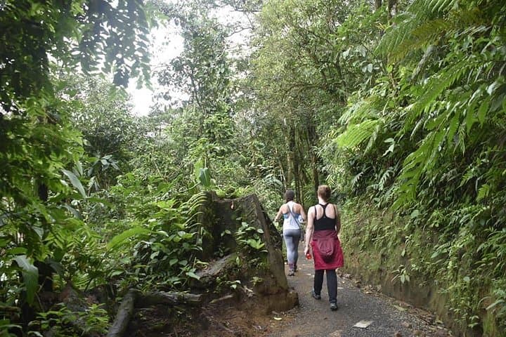 Rio Celeste Waterfall Day Hike — Tenorio Volcano National Park photo 6