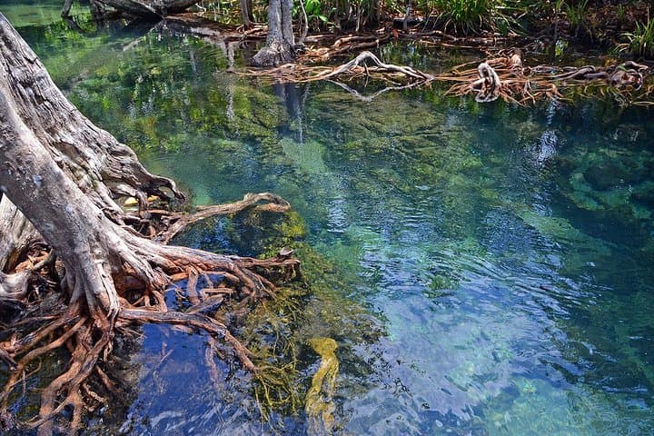 Langkawi Mangrove & Limestone Boat Tour — Kilim River, Bat Cave & Ray Feeding photo 5