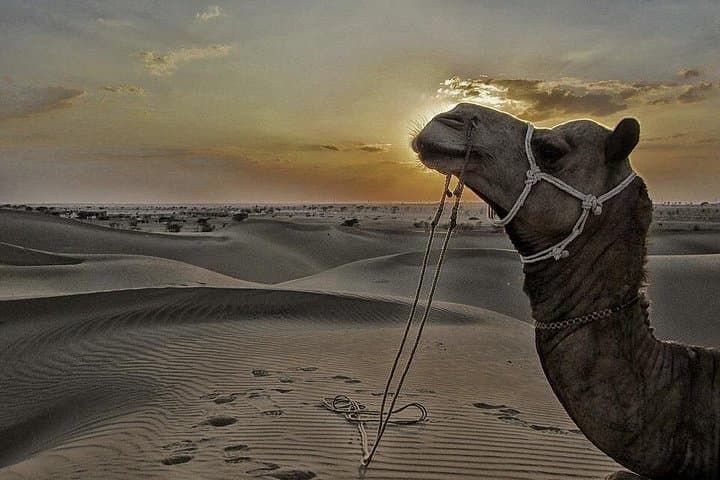 Jaisalmer Kuldhara Camel Safari & Haunted Village Evening Tour photo 2