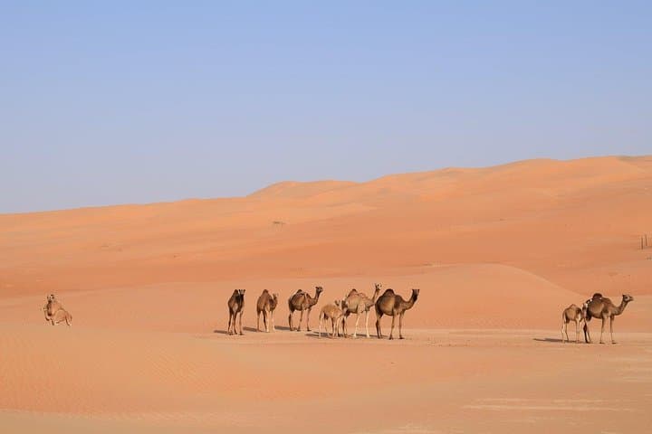 Overnight Liwa Camping at Tel Moreeb: Rub al Khali Dunes, Sunset BBQ & Sunrise photo 4
