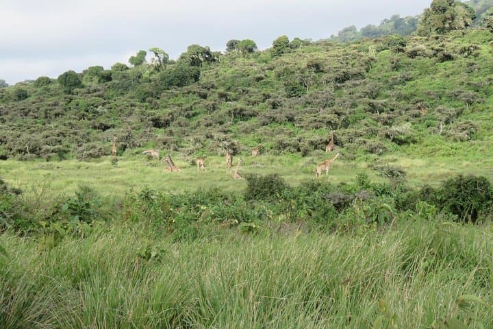 3-Day Tarangire Camping Safari from Moshi — Baobabs, Elephants & Night in the Bush photo 3