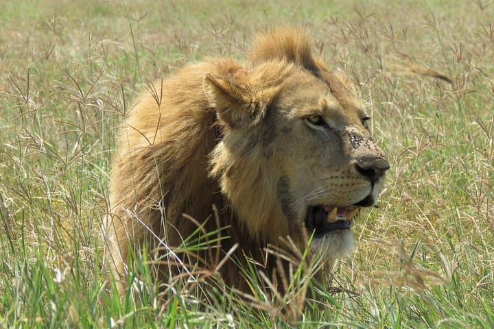 3-Day Tarangire Camping Safari from Moshi — Baobabs, Elephants & Night in the Bush photo 4