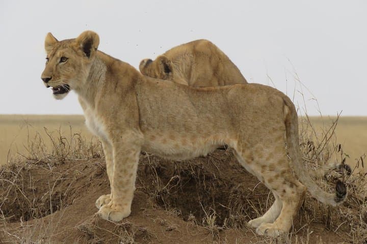 3-Day Tarangire Camping Safari from Moshi — Baobabs, Elephants & Night in the Bush photo 5