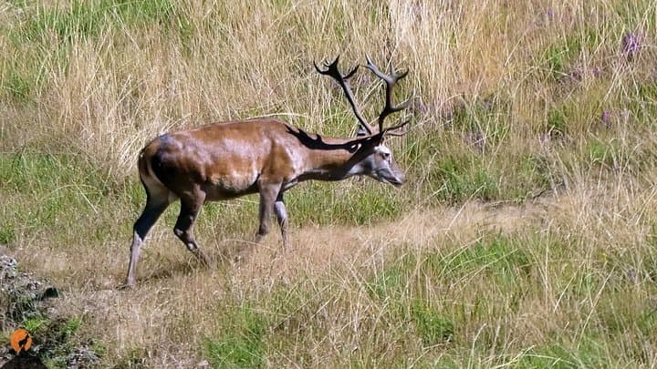 Off-Road Nature Tour in Serra da Lousã: Schist Villages, Forests & Deer photo 2
