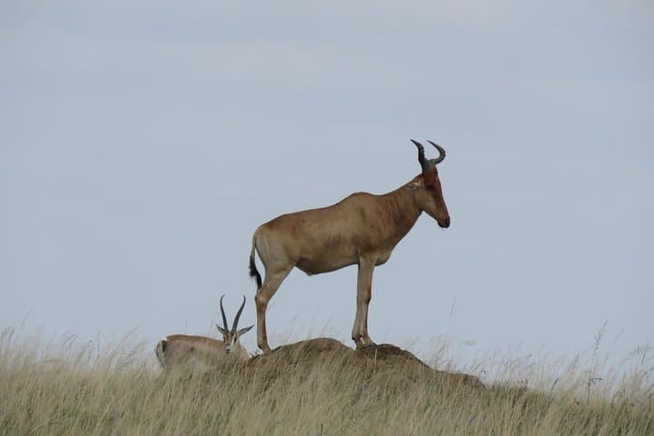 3-Day Tarangire Camping Safari from Moshi — Baobabs, Elephants & Night in the Bush photo 6