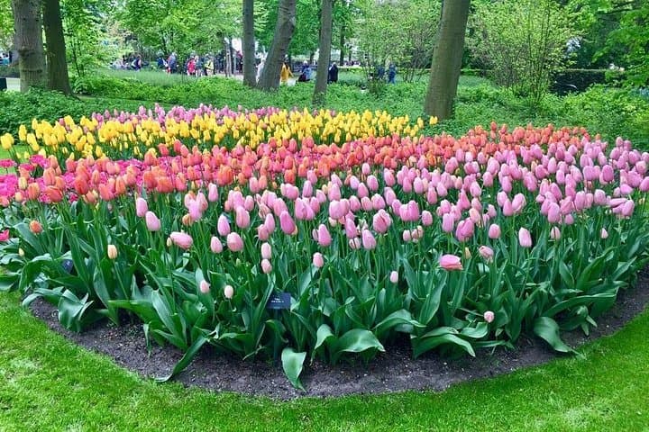 Keukenhof & Zaanse Schans Private Day Tour — Windmills, Tulips & Dutch Lunch photo 2